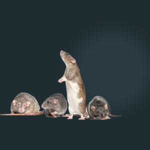 lutte contre les rats, entreprise de dératisation