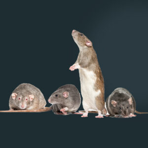 lutte contre les rats, entreprise de dératisation