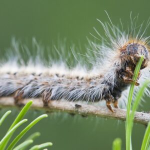 Chenille processionnaire