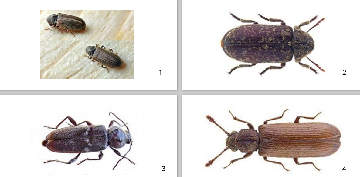 Insectes Xylophages