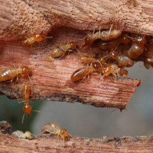 Insectes Xylophages