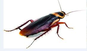Blatte Américaine (La plus grande des espèces présentes en France)