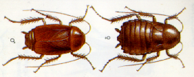Blatte Orientale