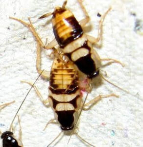 Blatte rayée (ou Blatte des meubles)
