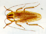 Blatte germanique ( espèce la plus commune)
