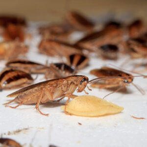 invasion de blattes traitement